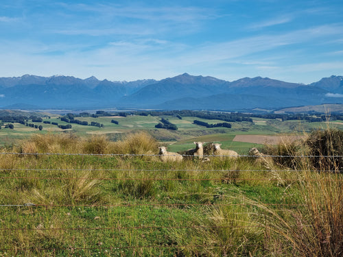 Grass Fed Lamb