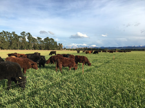 Premium Grass Fed Beef