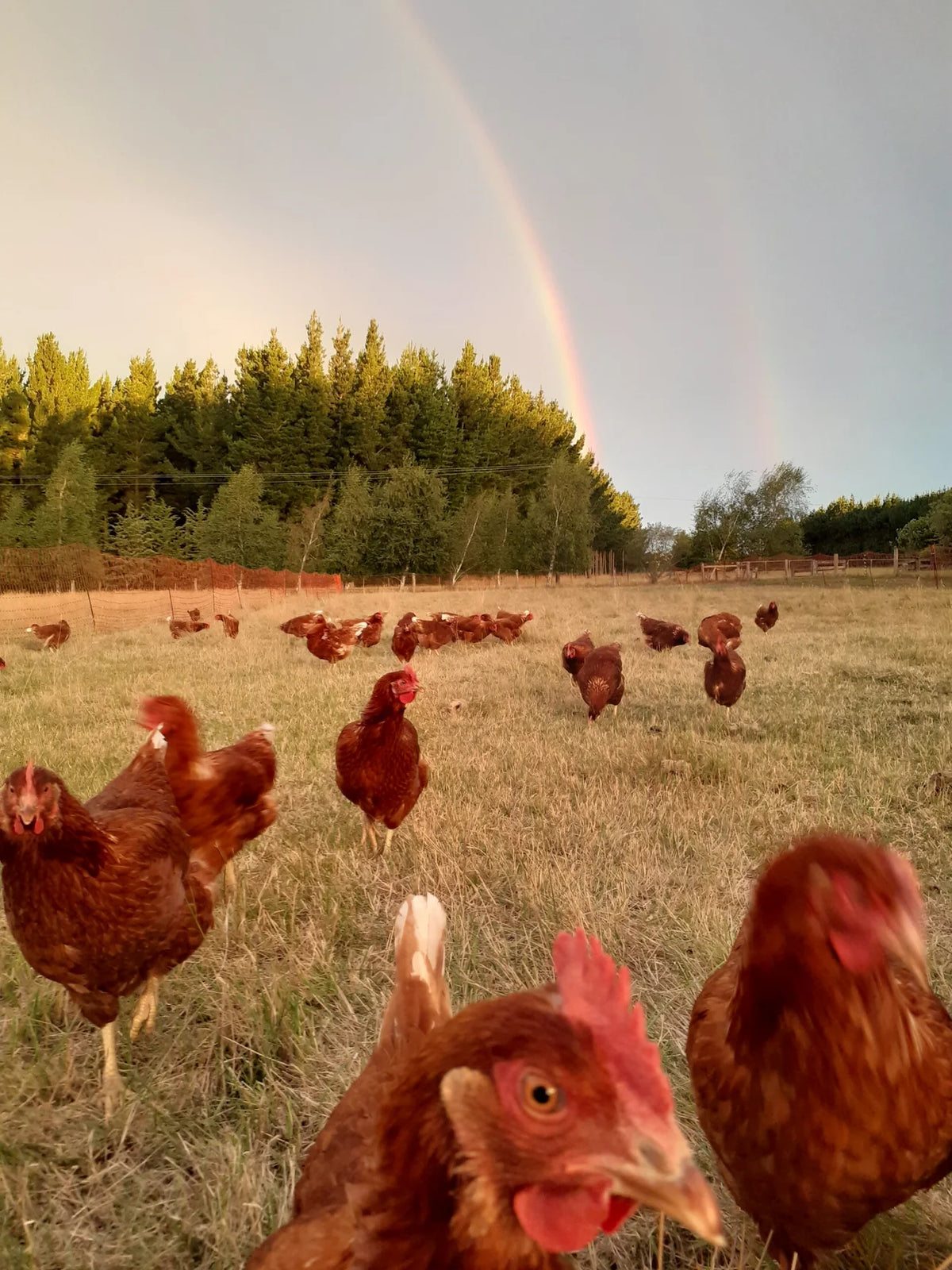 Nutritional Farm Premium Eggs